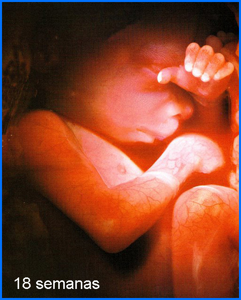 18_weeks_sp